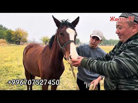 Видео: Чекир 1 ,5 жаш 27 октября 2025 г.