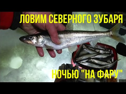Видео: Ловим северного зубаря ночью "на фару"