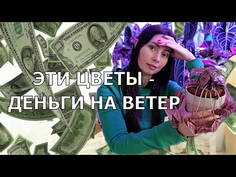 Видео: ТОП 10 самых капризных комнатных растений - Берегись напрасных трат!