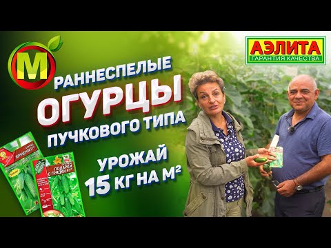 Видео: Раннеспелые Огурцы с Урожаем 15 кг/м2. Огурцы Пучкового Типа Плодоношения.