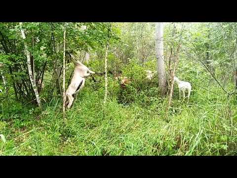 Видео: Прогулка.Какие мы красивые