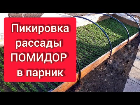 Видео: Пикировка рассады ПОМИДОР в парник