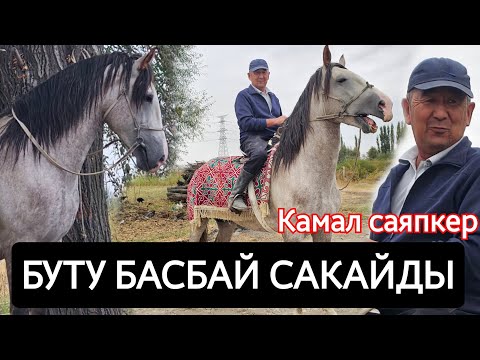 Видео: БУТУ БАСПАЙ КАЛЫП АЙЫКТЫ САГА 😱КАМАЛ АКЕНИН АТТАРЫ