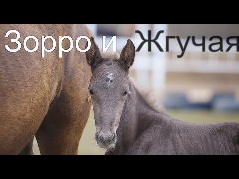 Видео: Новый конь Зорро и лошадь Жгучая Красотка.Жеребята 2020