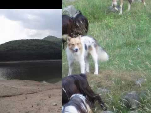 Видео: РОЗОВЕЦ