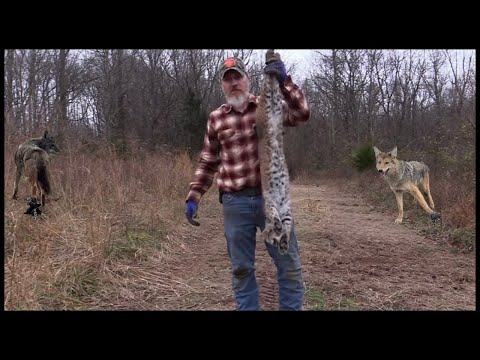 Видео: Поймайте ещё больше койотов и рысей с этим новым набором! (пошаговое руководство)