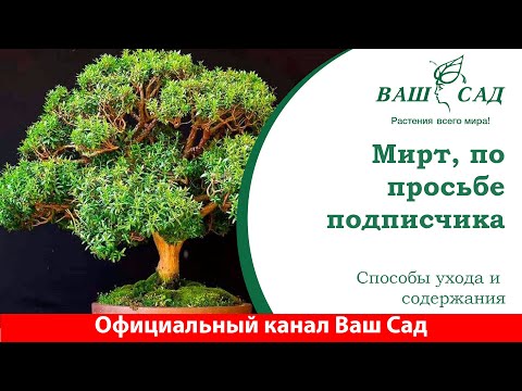 Видео: Мирт - уход и выращивание. По просьбе подписчика. Ваш сад