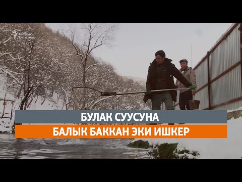 Видео: Булак суусуна балык баккан эки ишкер