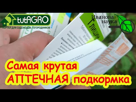 Видео: ЖЕЛТЕЮТ ЛИСТЬЯ У ОГУРЦА или ТОМАТА? Срочно дайте этот состав. Рецепт удивительно мощной подкормки.