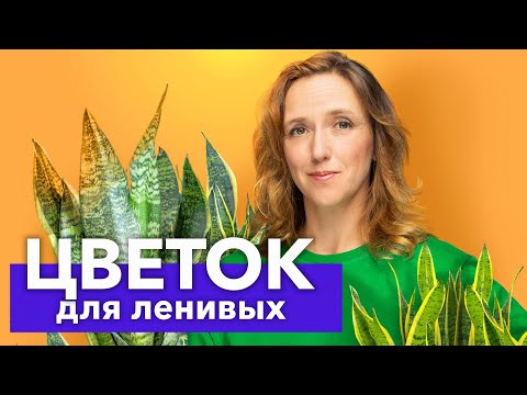 Видео: САМЫЙ НЕПРИХОТЛИВЫЙ И ПОЛЕЗНЫЙ ЦВЕТОК! Сансевиерия (щучий хвост) пересадка и уход