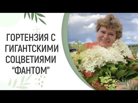 Видео: ГОРТЕНЗИЯ С ГИГАНТСКИМИ СОЦВЕТИЯМИ - ФАНТОМ