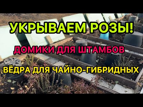 Видео: УКРЫВАЕМ РОЗЫ! Мои укрытия (домики для штамбов, вёдра для чайно-гибридных роз и другие способы).