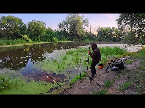 Видео: ЛОВЛЮ НА КОРМАЧКИ БІЛЯ ЗАТОПЛЕНОГО БОЛОТА.Рибалка на кормачки
