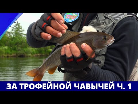 Видео: За трофейной чавычей, часть 1 // География нахлыста