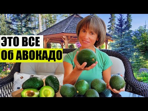 Видео: А Все ли Вы Знаете об Авокадо?