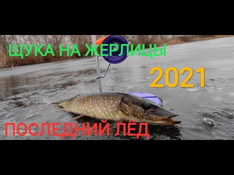 Видео: ЩУКА НА ЖЕРЛИЦЫ. Щука не даёт присесть. Готовим обед на льду