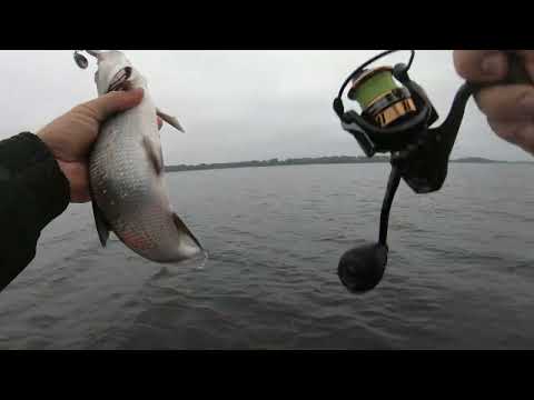 Видео: Бешеный клев жереха!