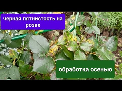 Видео: Чёрная пятнистость на розах 