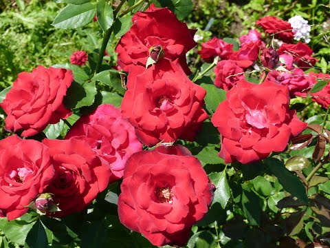 Видео: Как я  розу перевела на собственные корни и ужасы девятилетней посадки розы Поли рикард.