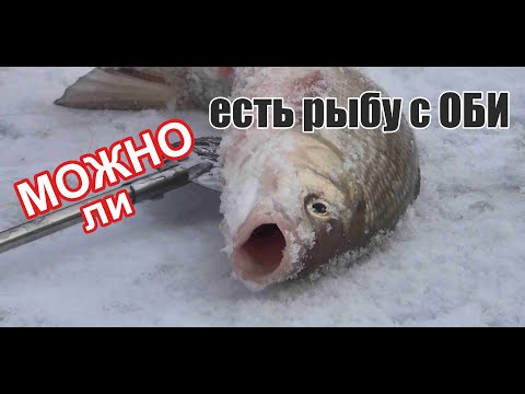 Видео: Можно ли есть рыбу с Оби!? Лабораторные исследования.