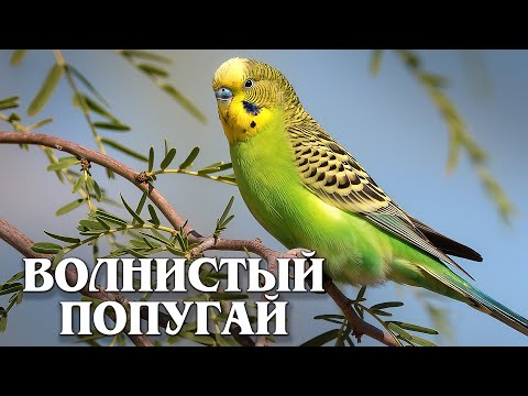 Видео: Волнистый Попугайчик: Маленький Путешественник Австралии | Интересные факты про волнистых попугаев