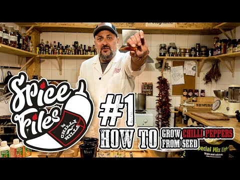 Видео: Chilli Hills Spice Files - File #1 Как се садят люти чушки от семка!