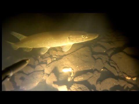 Видео: Ночная подводная охота на Десне ниже шлюзов.