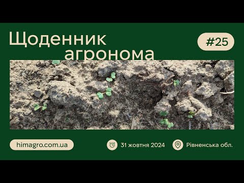 Видео: Огляд сходів озимого ріпаку сорту ГК Габріелла з пізнім посівом \ Рівненщина \ Щоденник Агронома #25