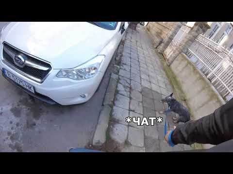 Видео: Как да науча кучето си да не дърпа на каишка?