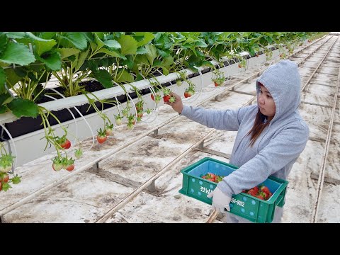 Видео: Отличный умный процесс выращивания клубники. Современные технологии выращивания клубники в Корее