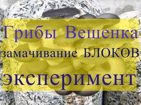 Видео: Грибы Вешенка. Эксперимент: замачивание отработанных блоков в воде из субстрата.