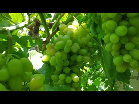 Видео: Ультра ранние виноград Ромбик,Невеста,Атос,Супер Экстра,Велес. 2019