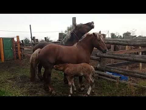 Видео: Жеребец рад новой кобылице