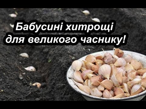 Видео: Бабусині секрети посадки часнику восени – щоб урожай був на заздрість усім!