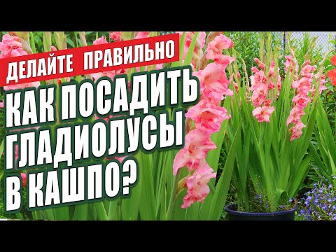 Видео: КАК ПОСАДИТЬ ГЛАДИОЛУСЫ В КАШПО? ДЕЛАЙТЕ ПРАВИЛЬНО!