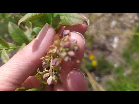 Видео: Голубика и виноград после заморозков