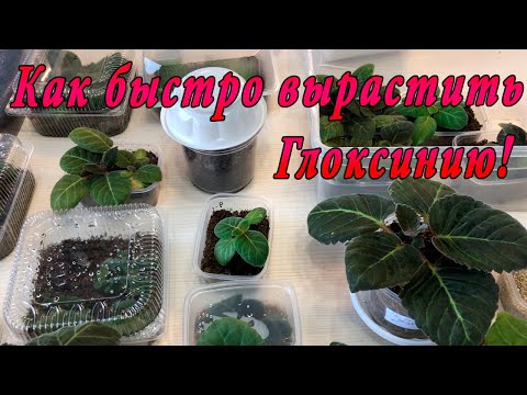 Видео: Как вырастить глоксинию быстро!