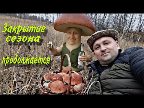 Видео: Грибы не отпускают!