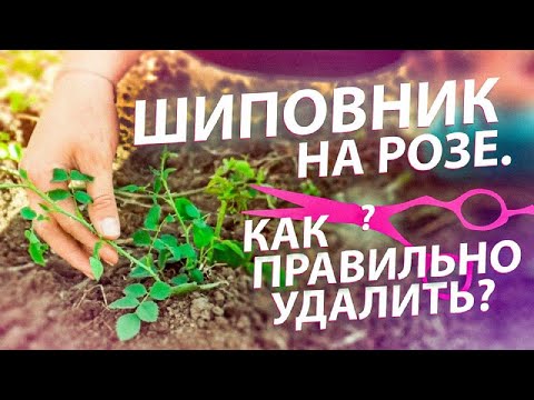 Видео: ШИПОВНИК НА РОЗЕ. КАК ПРАВИЛЬНО УДАЛИТЬ?