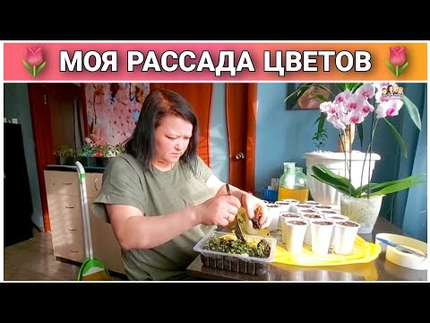 Видео: ВЛОГ! Решила всерьёз заняться разведением цветов!!!😊🌷/Моя рассада цветов/Простая жизнь Голдобиных!