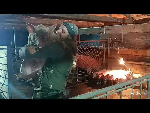 Видео: ##итоги по напылению потолка полиуретаном##продажа поросят##итог по бактерии на щелевых полах ##