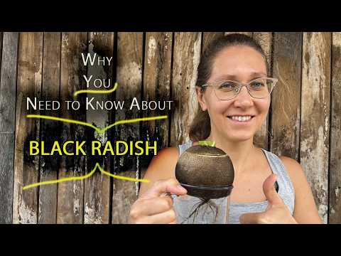 Видео: Польза черной редьки