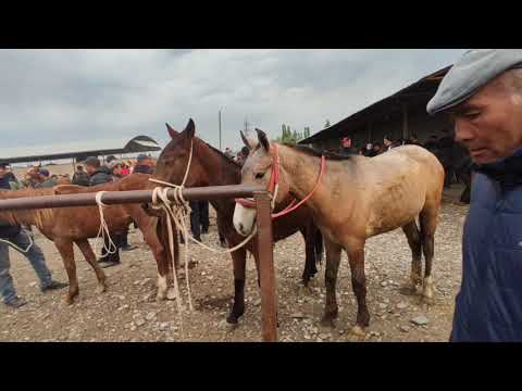 Видео: Базар -Коргон Ат базары  2021 г.