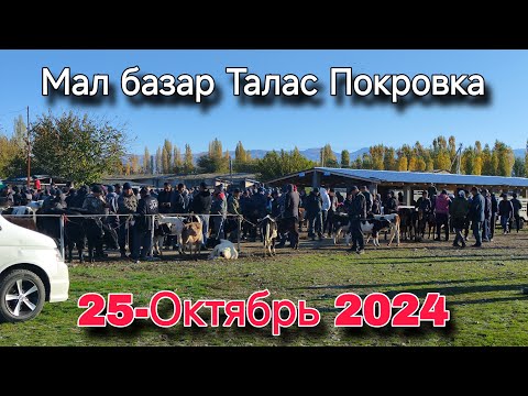 Видео: Мал базар Талас Покровка 25-Октябрь 2024