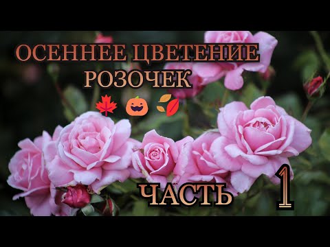 Видео: Осеннее цветение розочек🎃🍁Часть 1🍁 43 розы в обзоре!🌹🍂