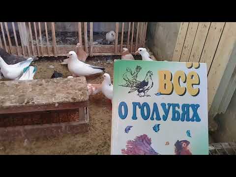 Видео: Совет от Гагика 17.Как лечить от солмонелиоза и от вертячки.
