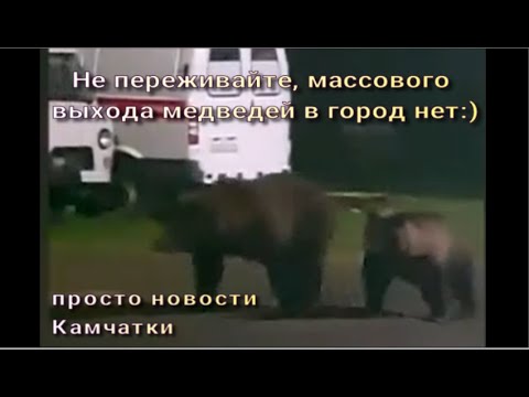 Видео: Массового выхода медведей в город нет. Камчатка