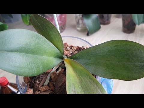 Видео: У орхидеи пожелтел центральный лист от точки роста. Мой способ решения проблемы.