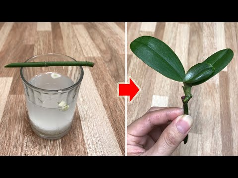 Видео: Только рис! Орхидеи растут сразу на ветках и цветут круглый год!