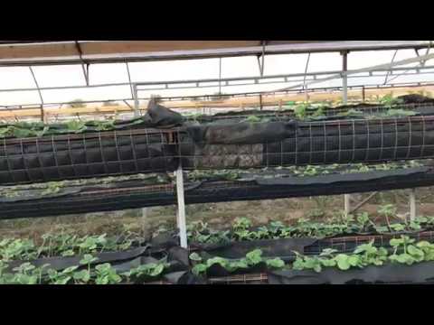 Видео: Теплица под малообъемку . Часть 1